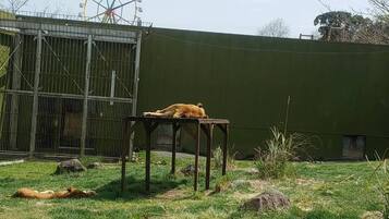 A lion resting on a table in an enclosure with a green wall and a Ferris wheel in the background.
