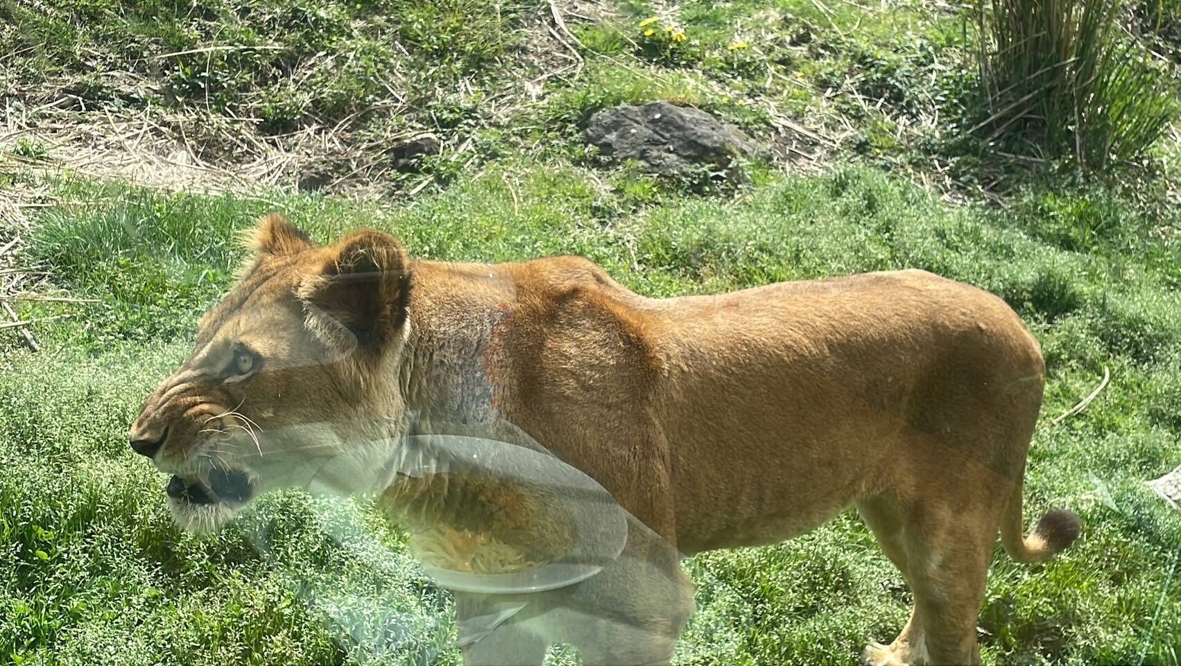 A lion standing in a grassy area with rocks and vegetation in the background.