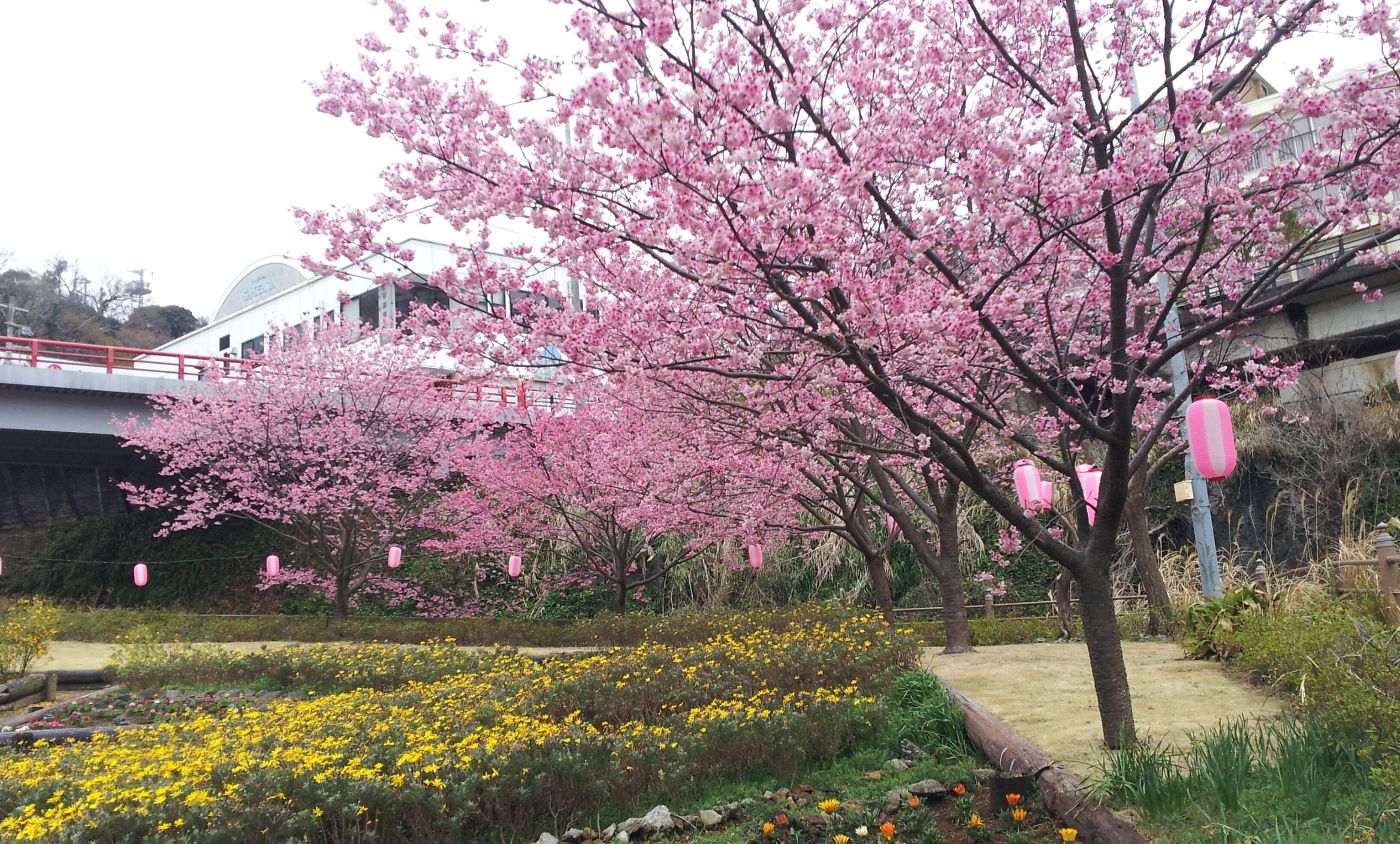 A cherry blossom tree in full bloom with a pathway leading to a building with a white facade.