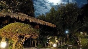 Una construcción con techo de paja, un árbol y un perro en un entorno exterior nocturno.