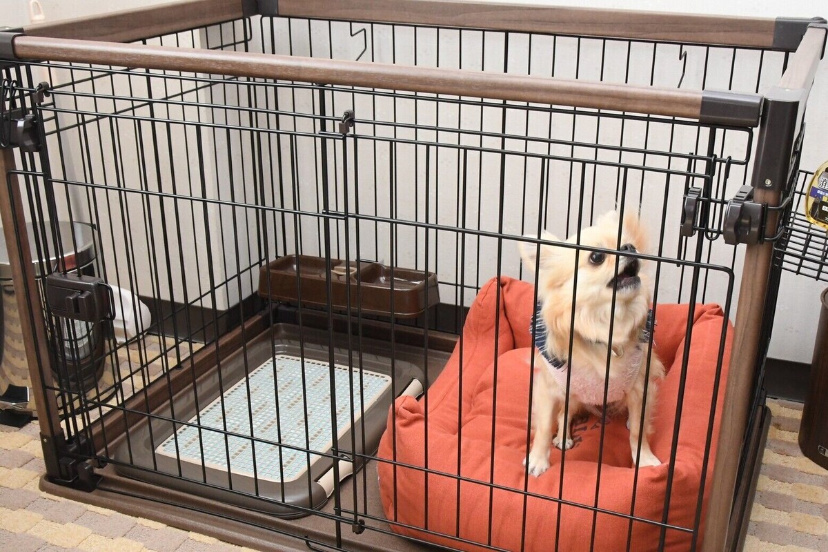 En hundekennel med metalgitter, vandskål og kattebakke.