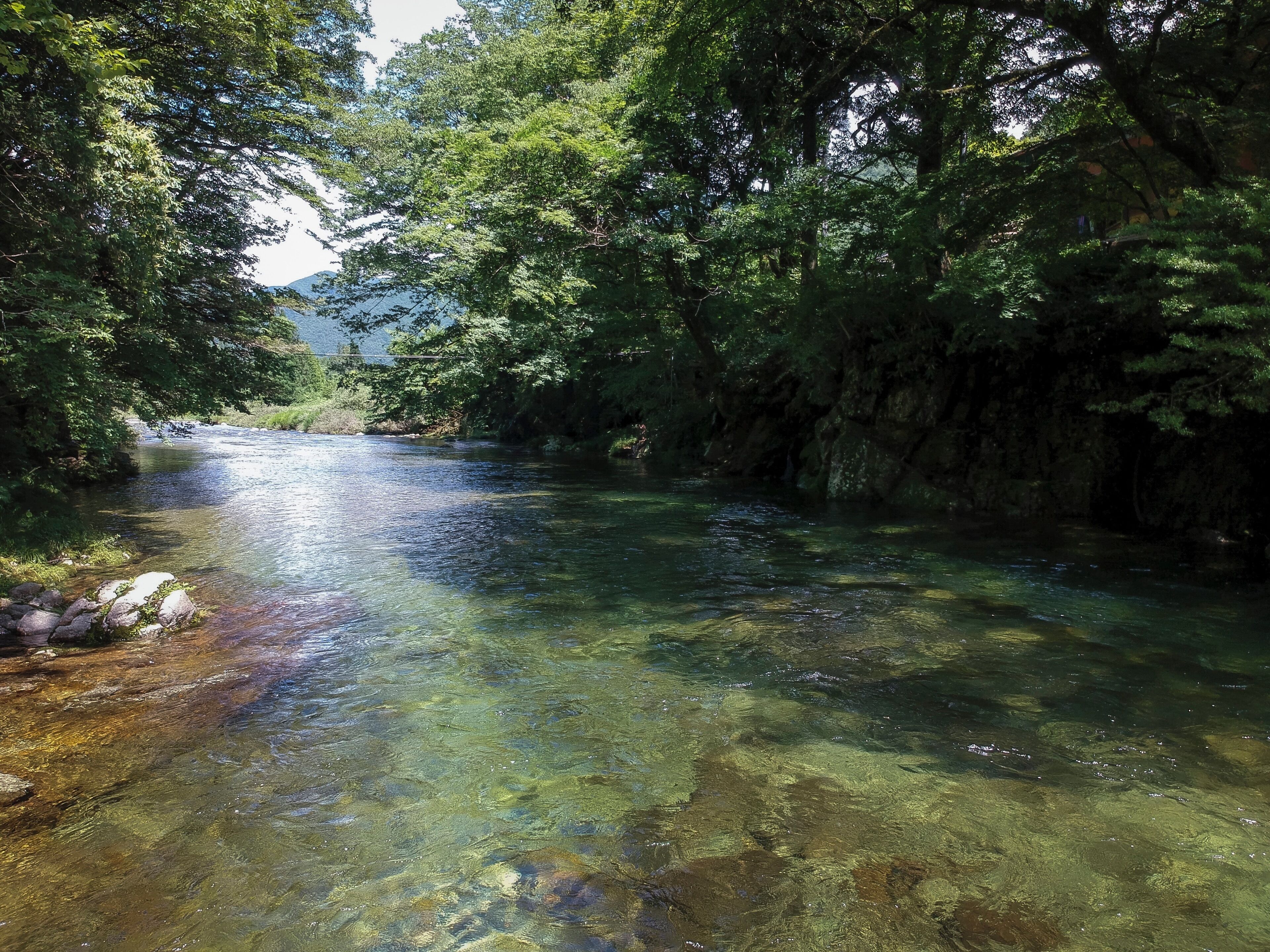 Un fiume limpido circondato da alberi fitti.