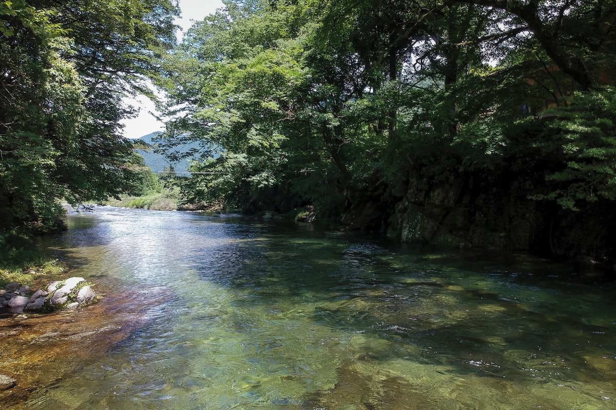 Ein klarer Fluss, umgeben von dichtem Baumbestand.