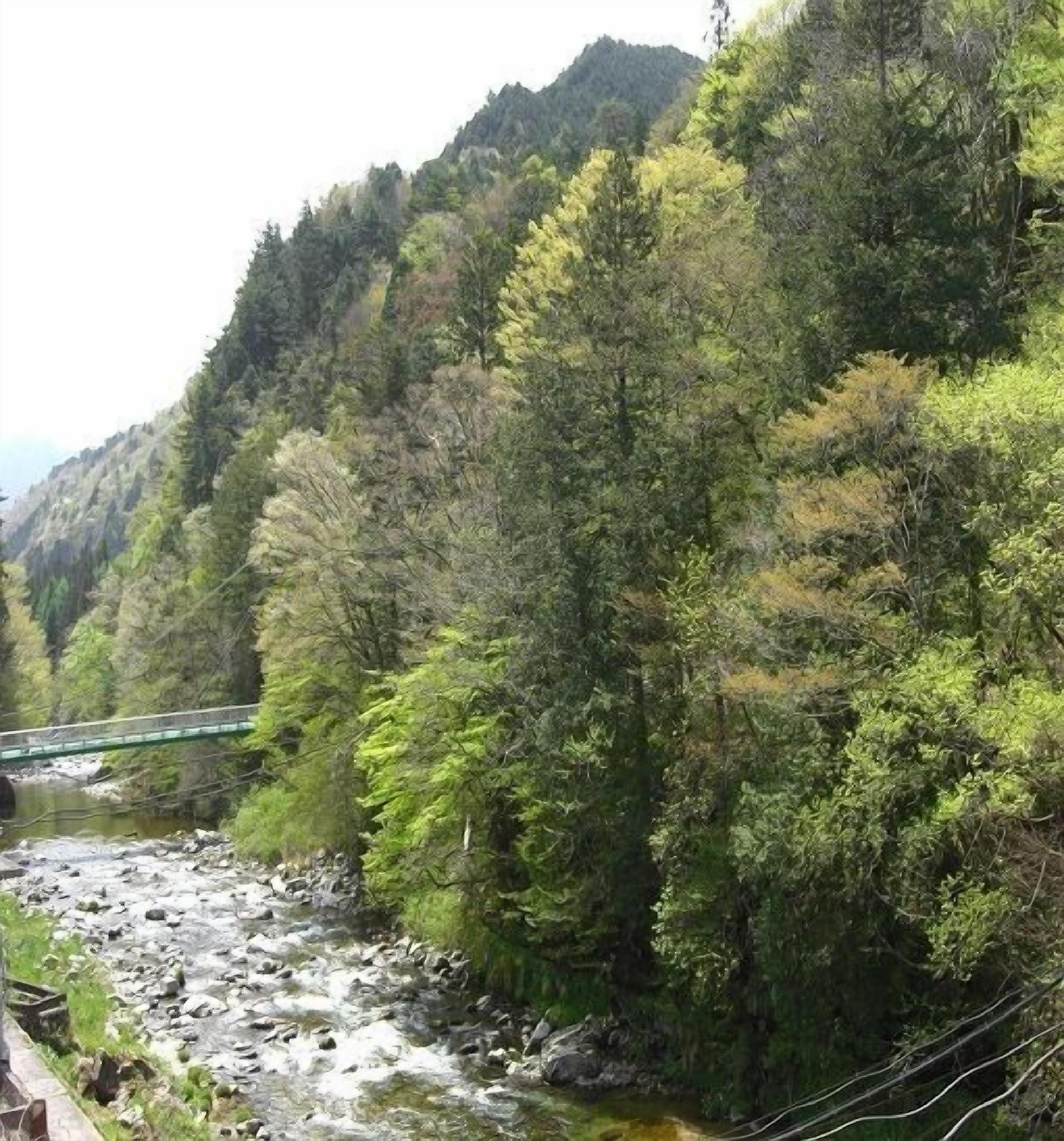 Un río serpentea por un área boscosa, con un puente al fondo.