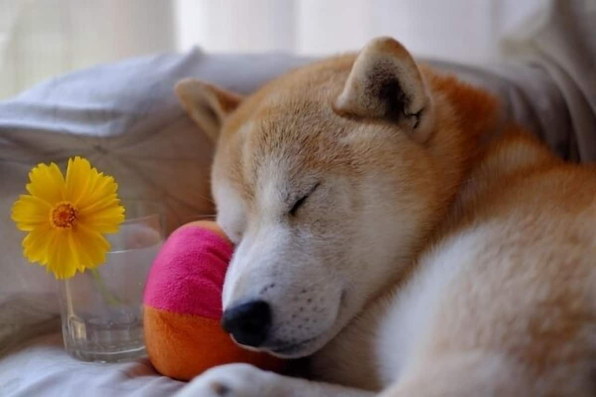 Pet-friendly