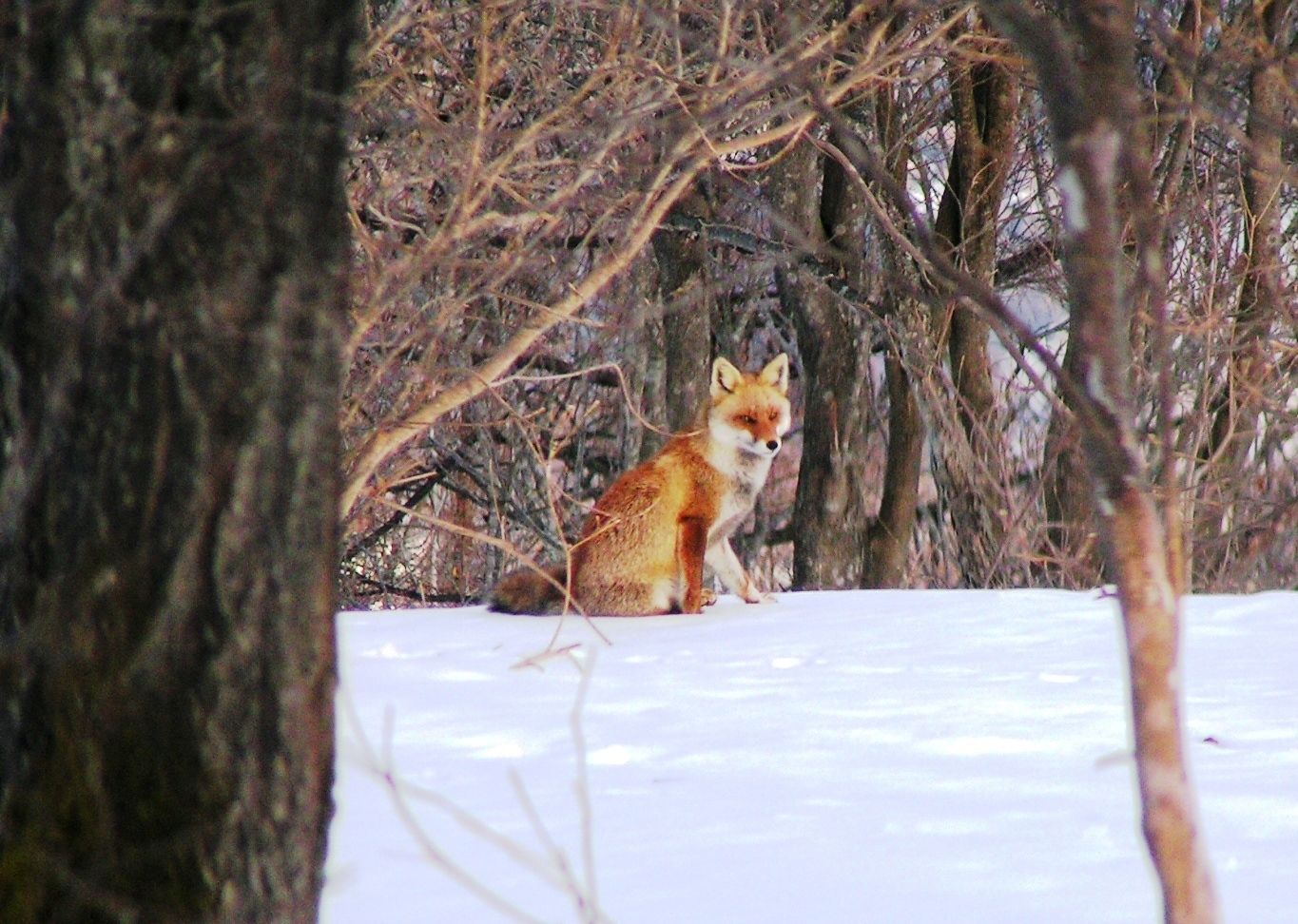 Ein Fuchs in einem verschneiten Wald mit kahlen Bäumen.