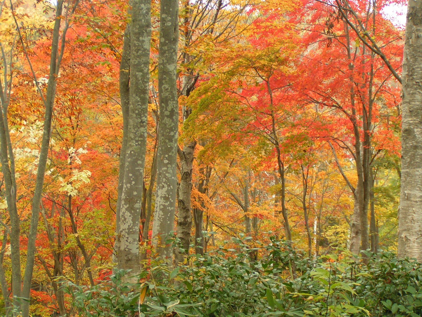 A dense forest with tall trees and a variety of foliage colors.