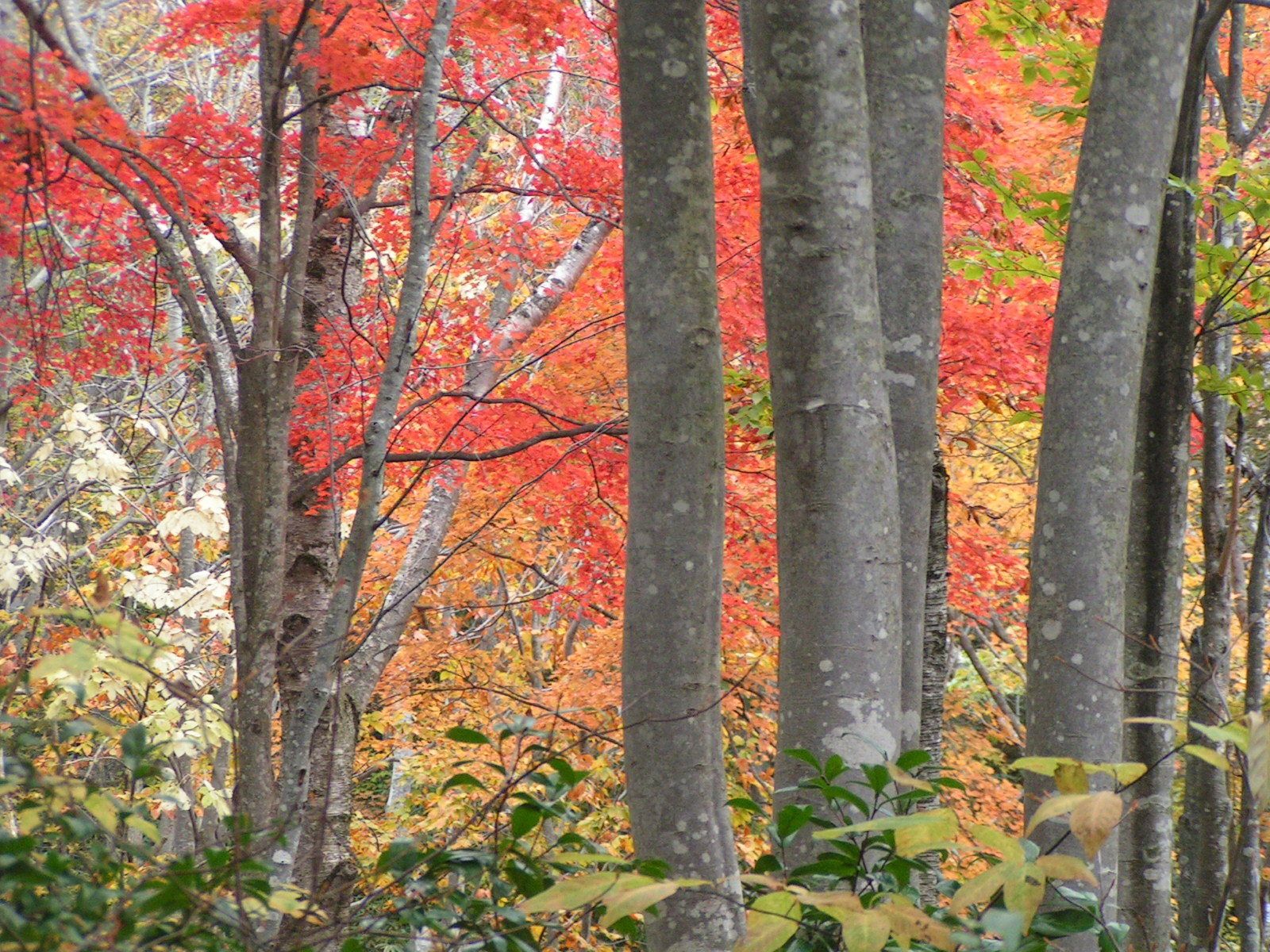 A forest with tall trees and autumn foliage.
