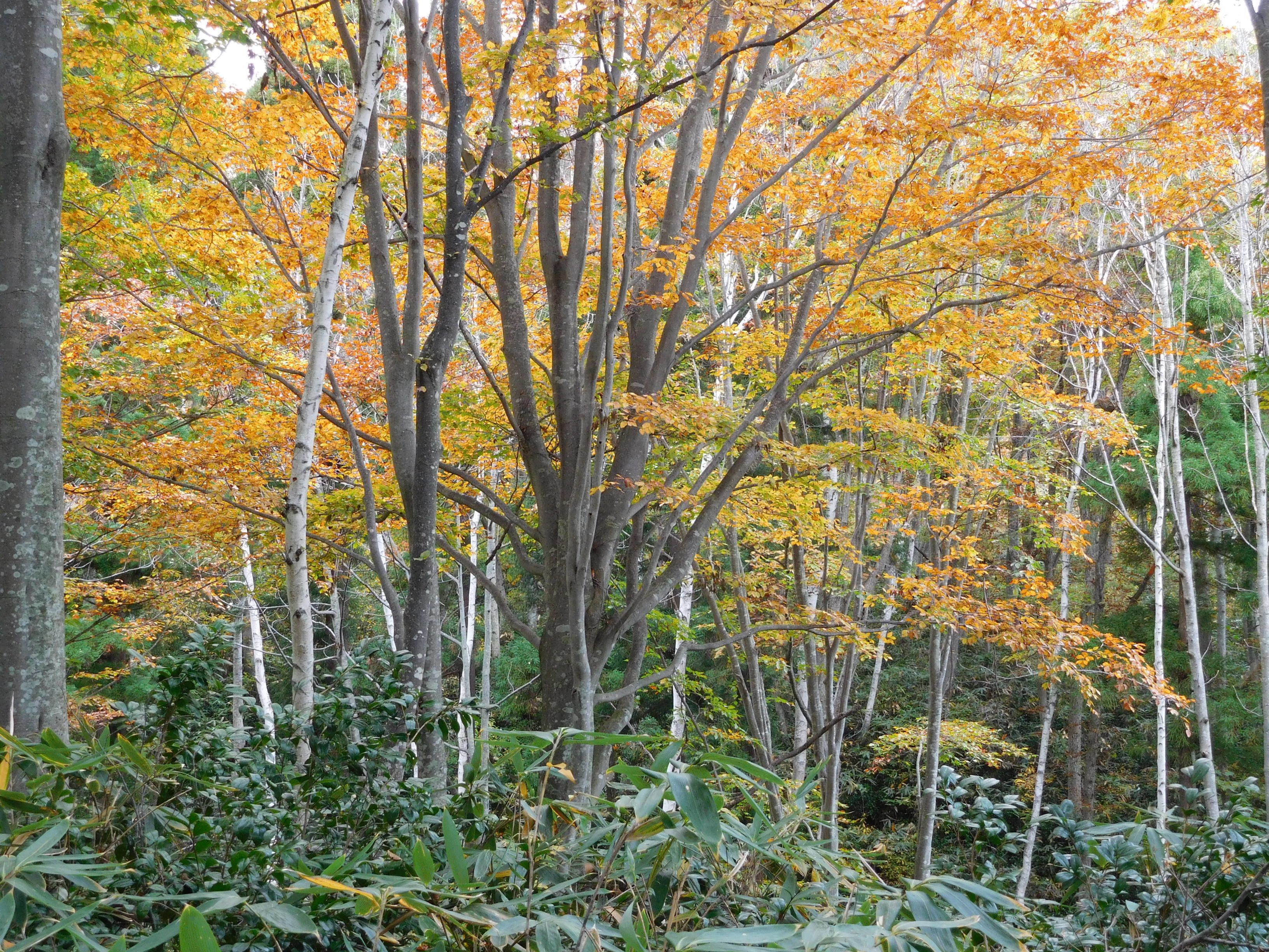 A dense forest with tall trees and dense underbrush.