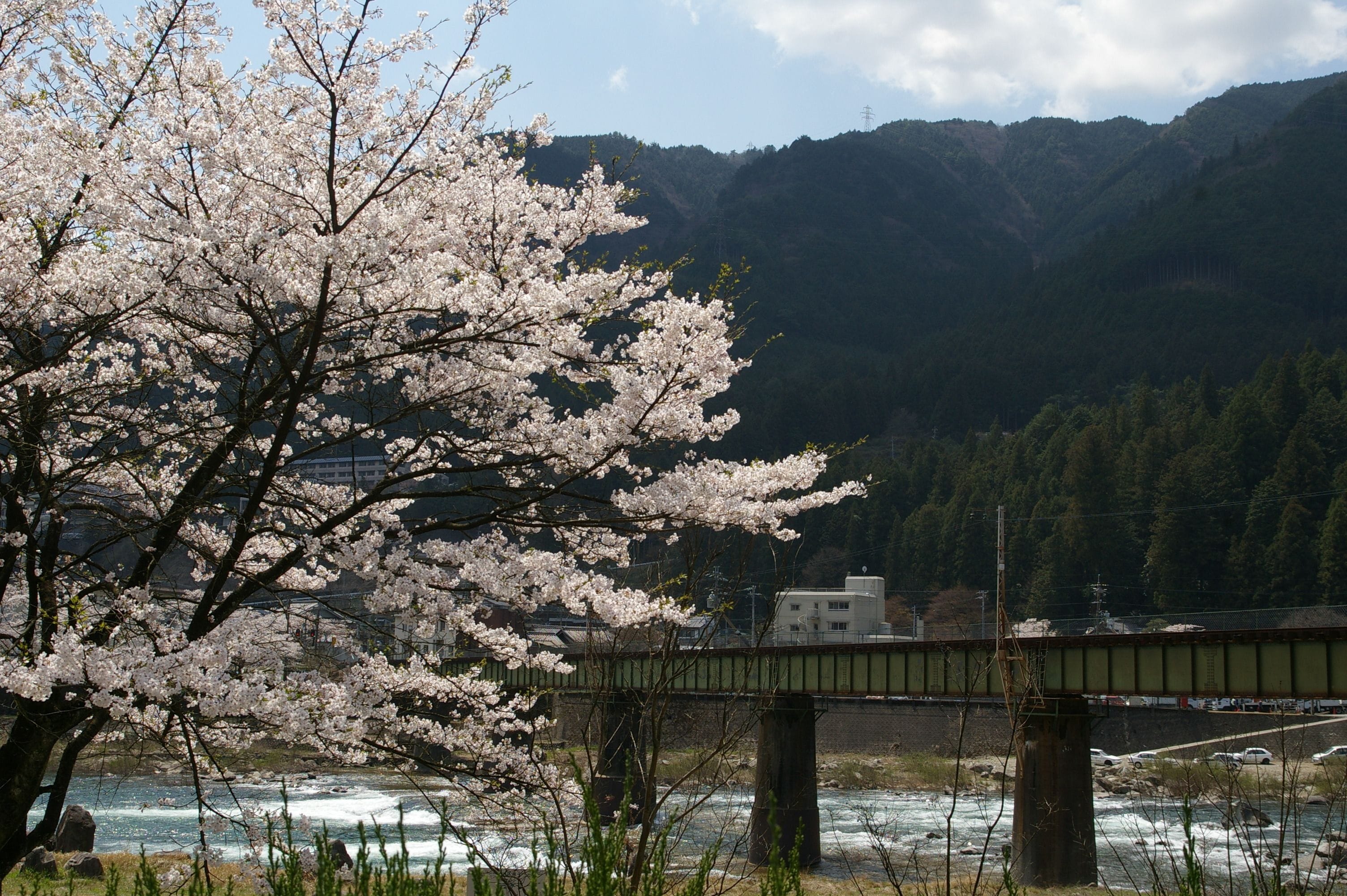A bridge over a river with cherry blossoms in the foreground.