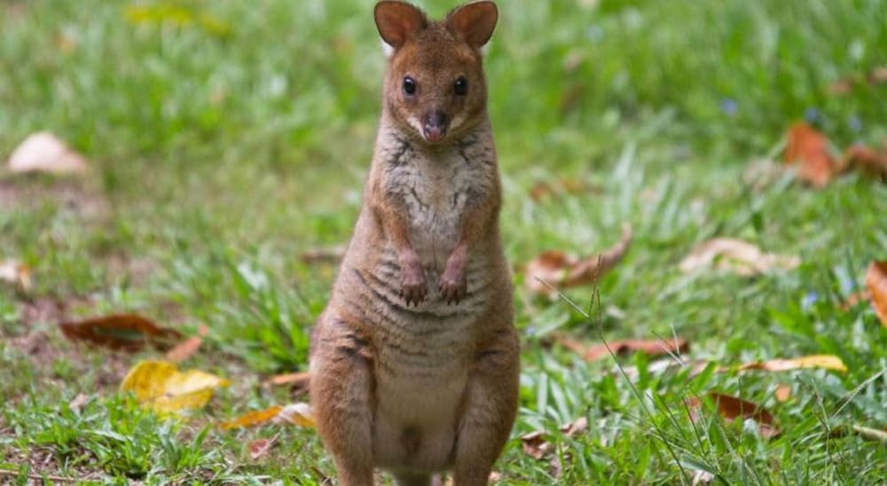 Crater Lakes Rainforest Cottages by null