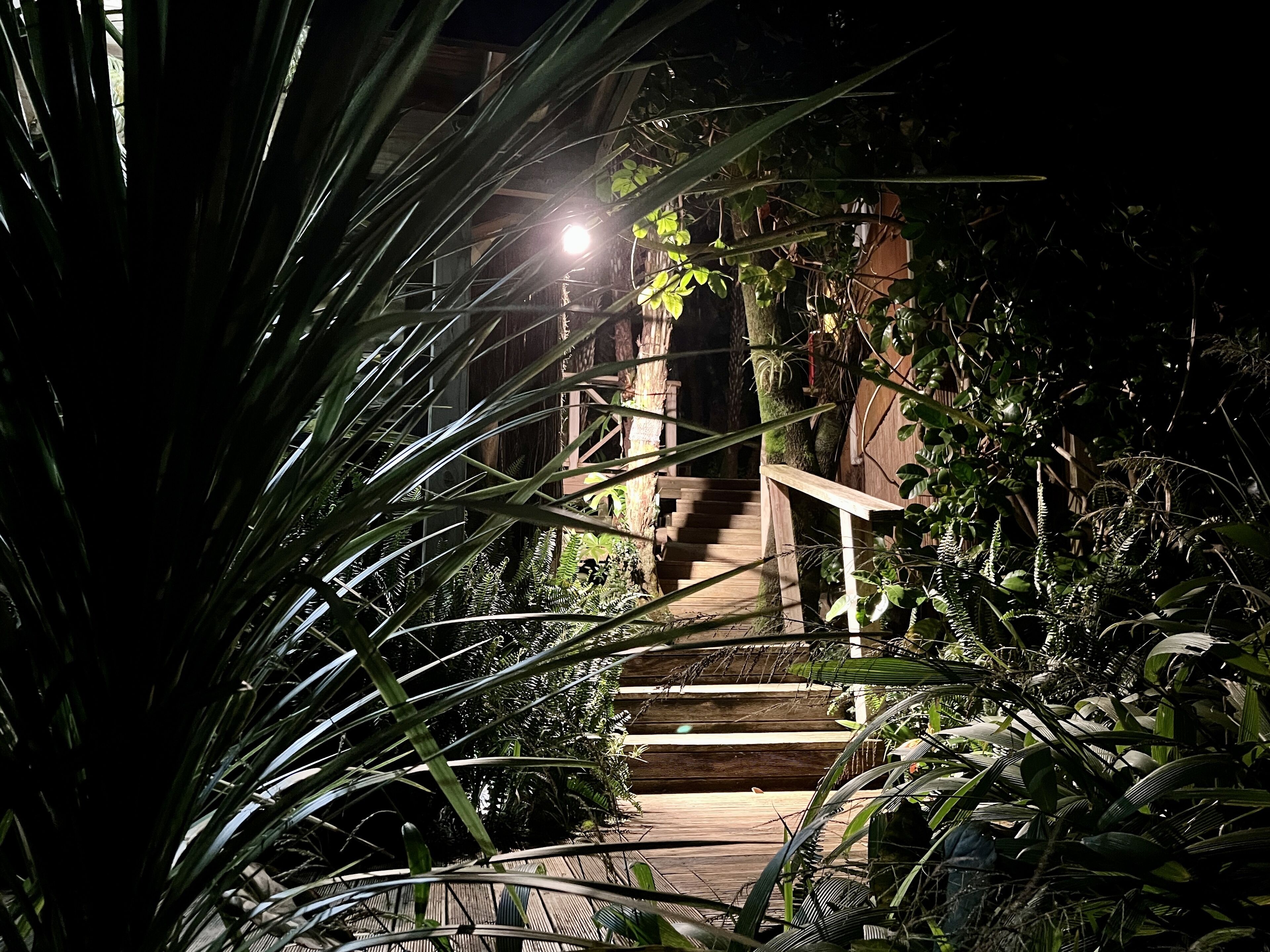 Una escalera de madera rodeada de follaje denso, que conduce a un edificio de noche.