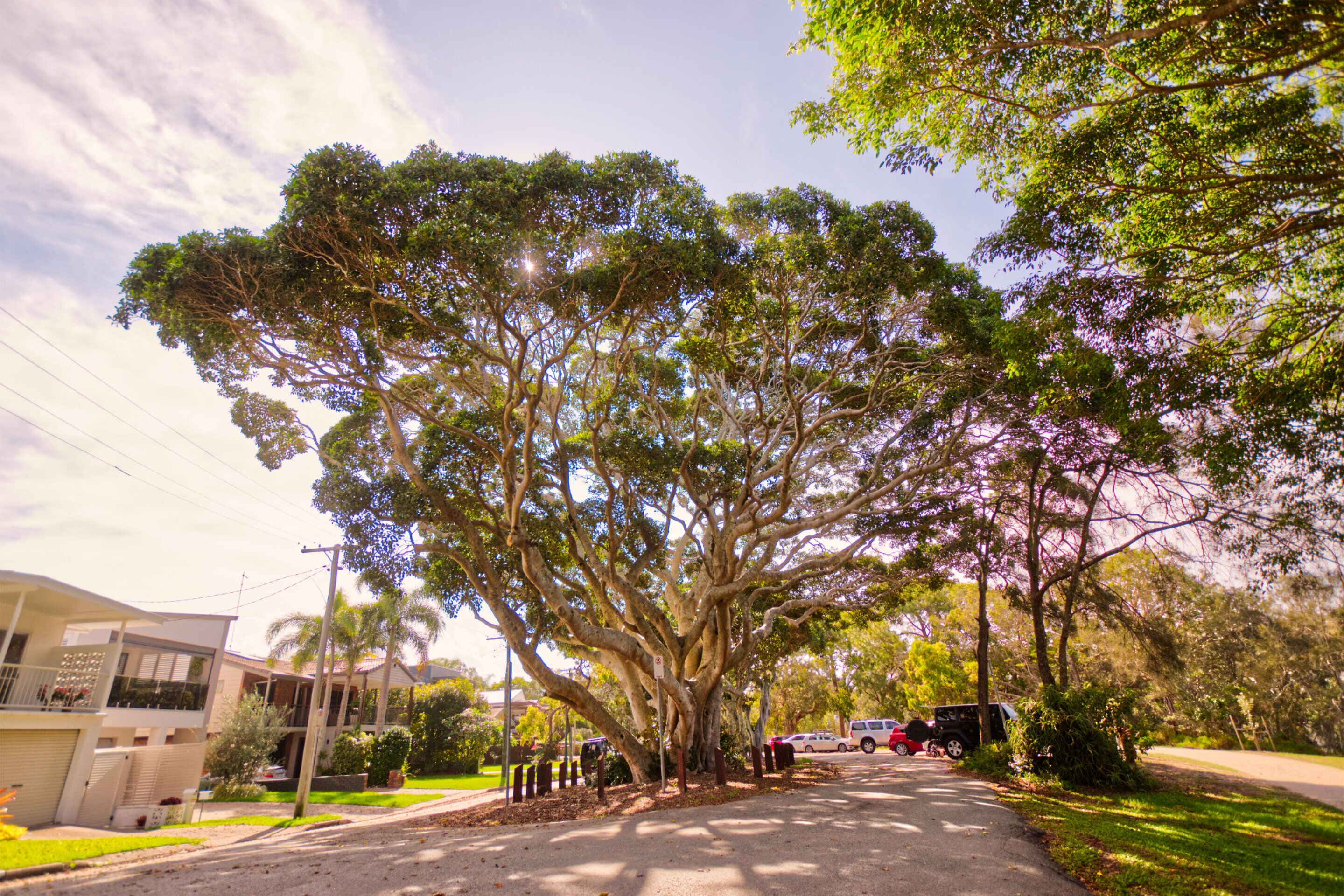A tree-lined street with houses, parked cars, and a clear sky.