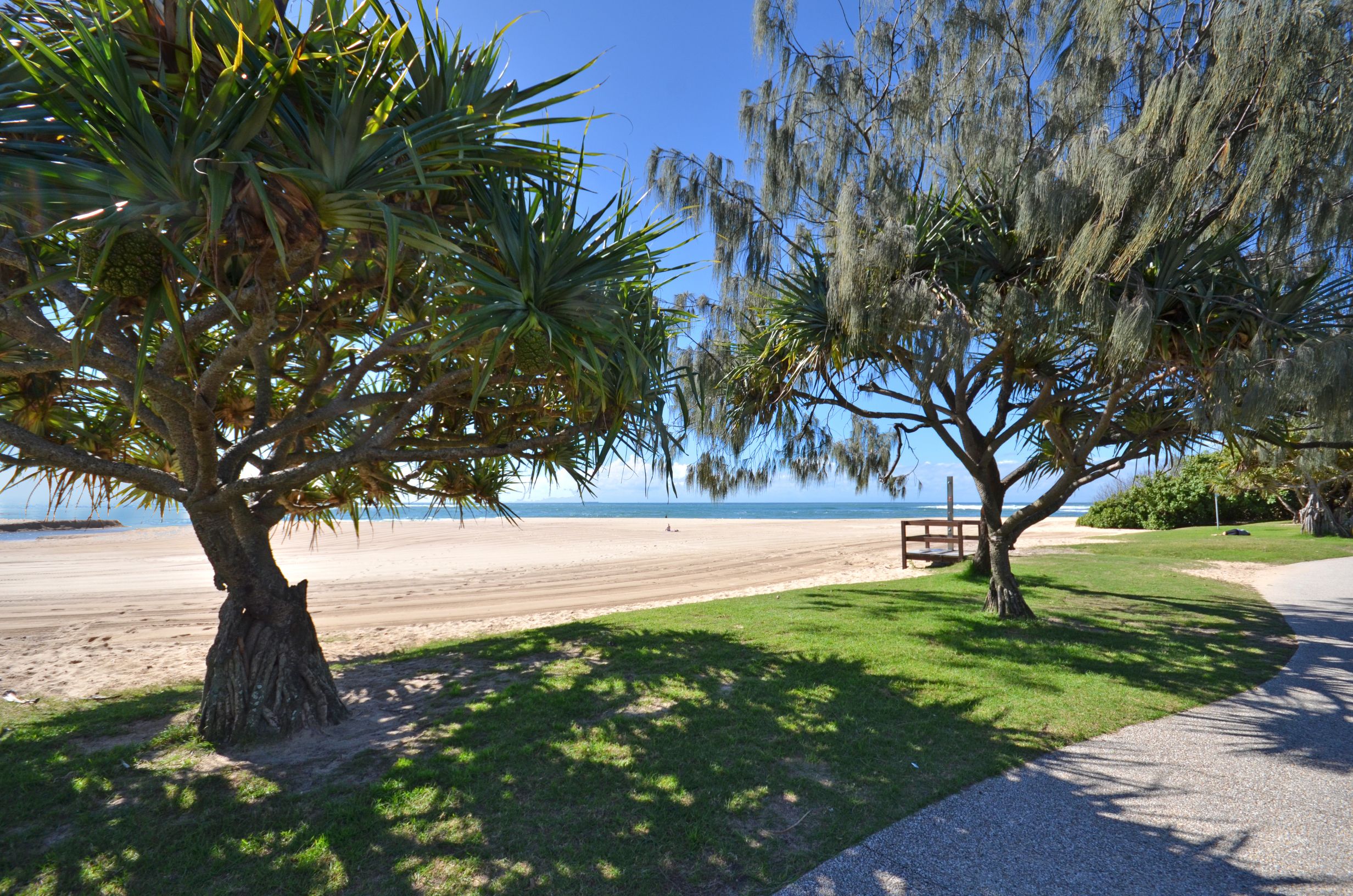A beach with a palm tree and a wooden bench.