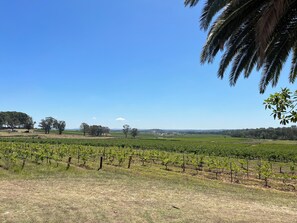 A vineyard with rows of grapevines under a clear blue sky.