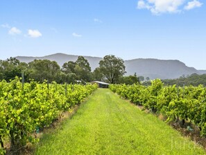 A vineyard with rows of grapevines and a building in the background.