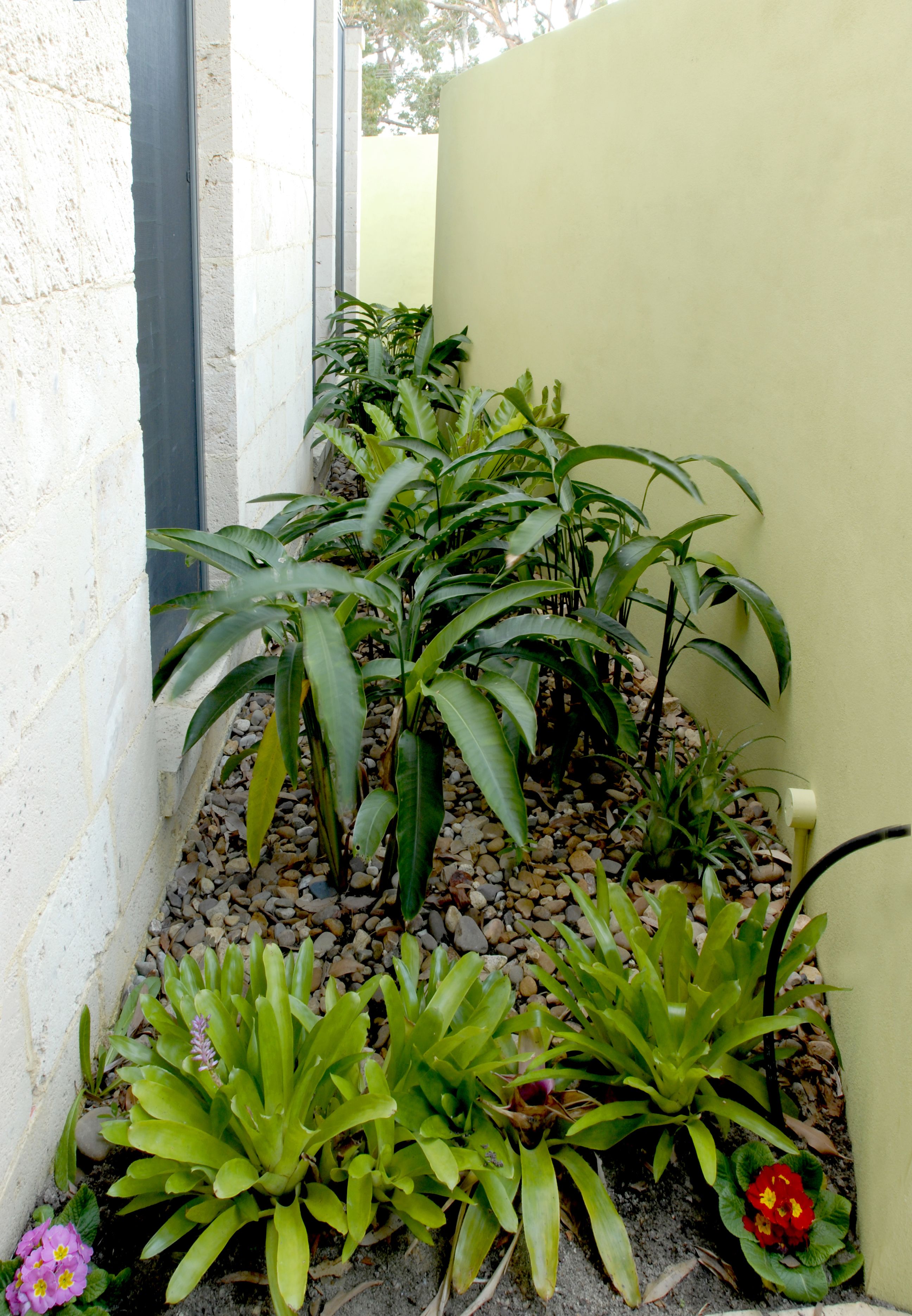 A narrow outdoor area with plants and a small flower bed.