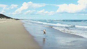 A beach with a dog running along the shore. - Victoria House (Portland)