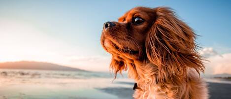 Pet Friendly Apartment | Reception