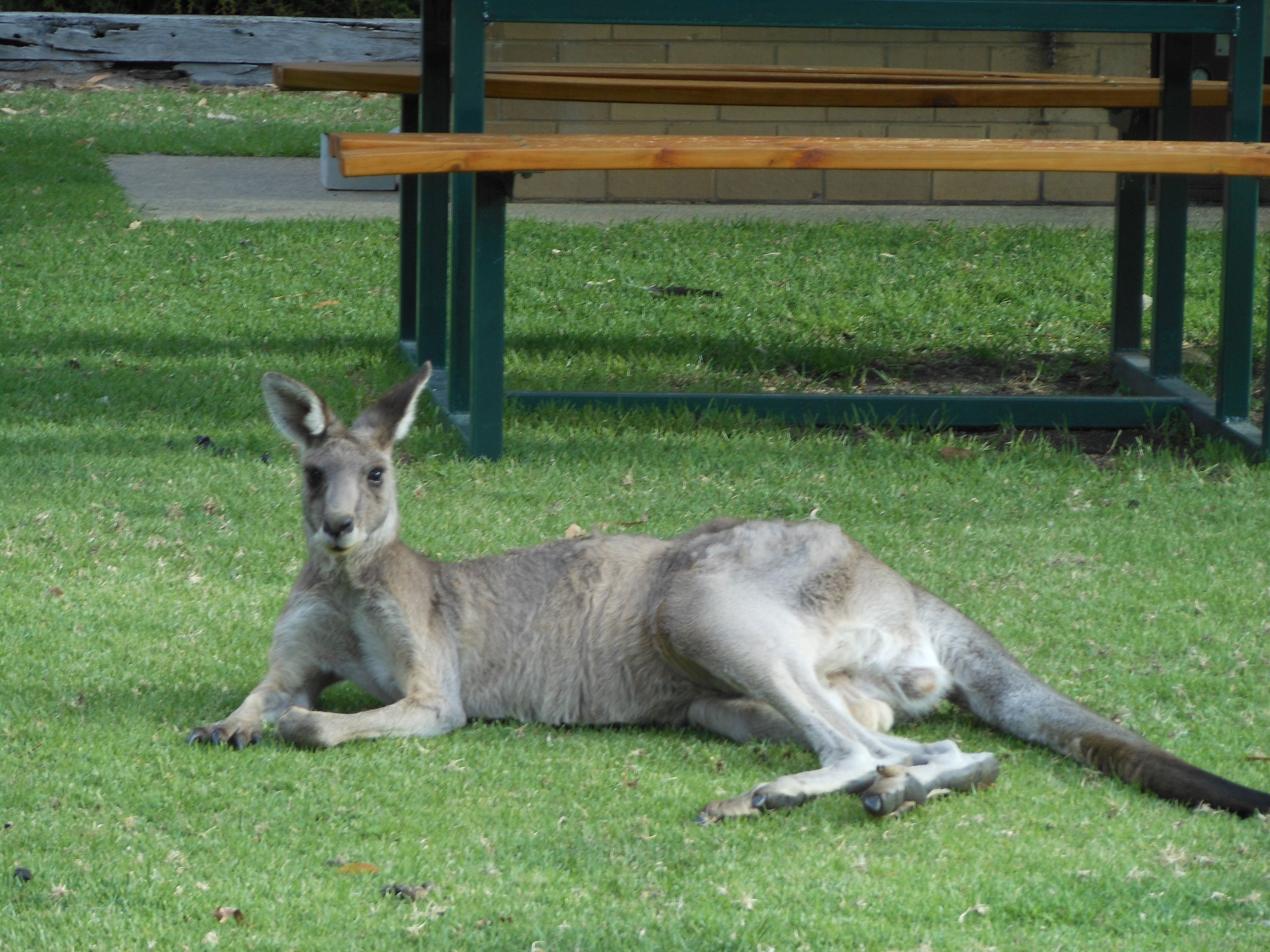 A kangaroo lying on grass with a wooden bench and a brick wall in the background.