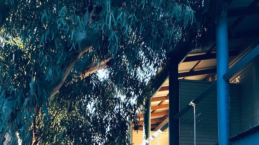 Pelican's Nest