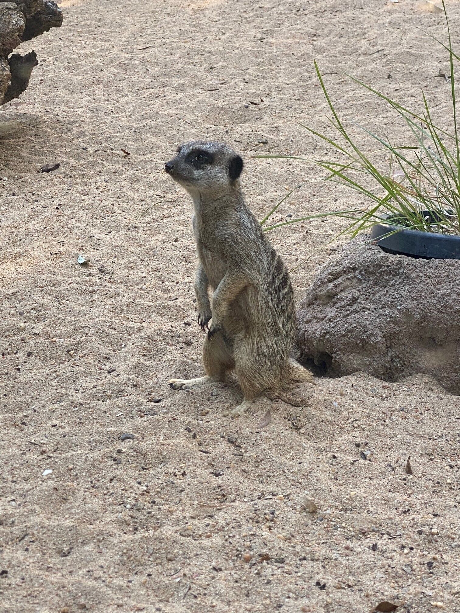 Een meerkat staat op zanderige grond met schaarse begroeiing.