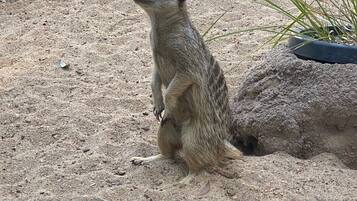 Een meerkat staat op zanderige grond met schaarse begroeiing.