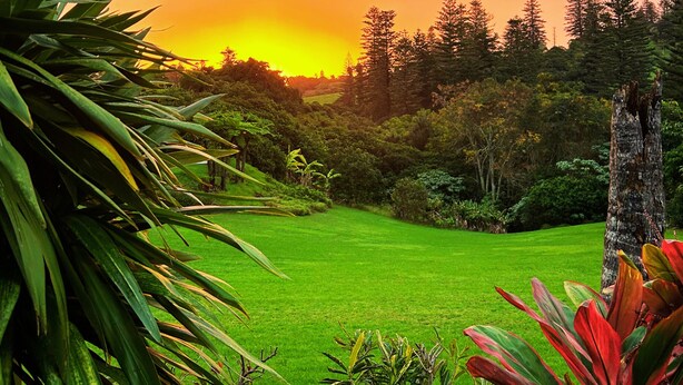 Un exuberante jardín con diversas plantas y una puesta de sol al fondo.