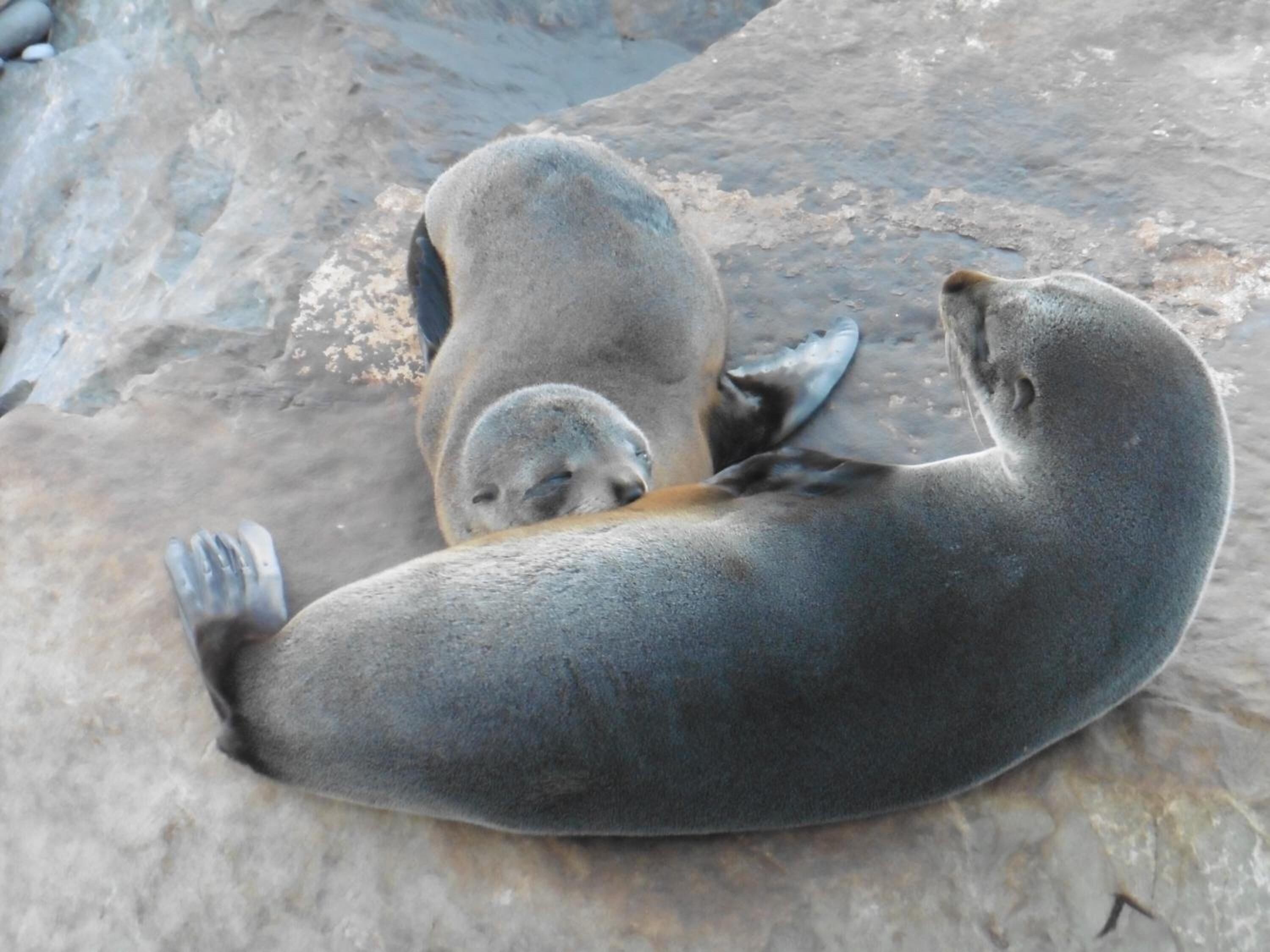 Una foca descansando sobre una roca.