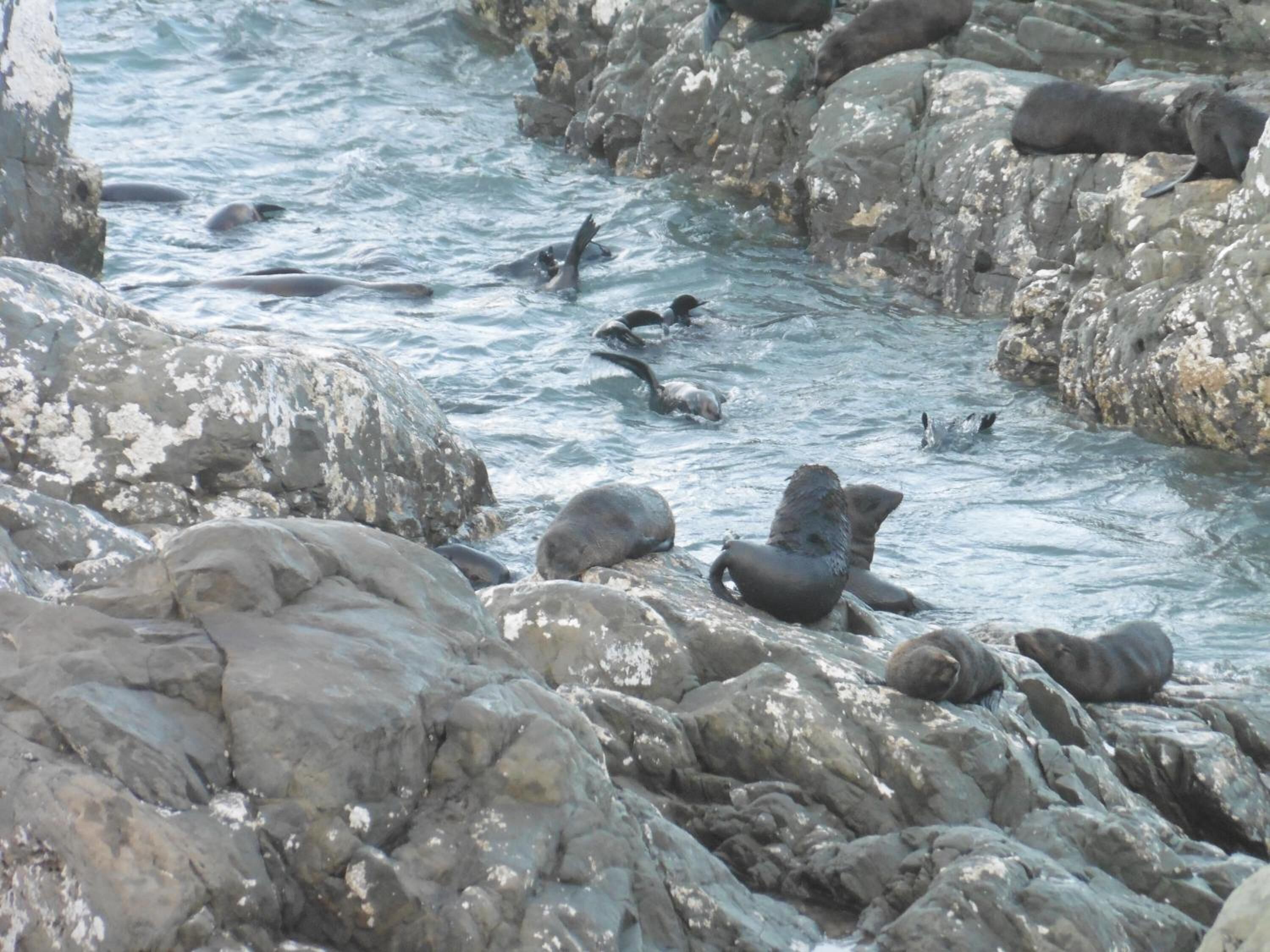 Un littoral rocheux où des phoques se reposent sur les rochers et nagent dans l’eau.
