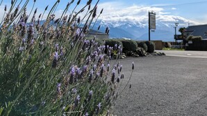 A road with a field of lavender in the foreground and a mountain range in the background. - The Peninsula Kaikoura (Kaikoura)