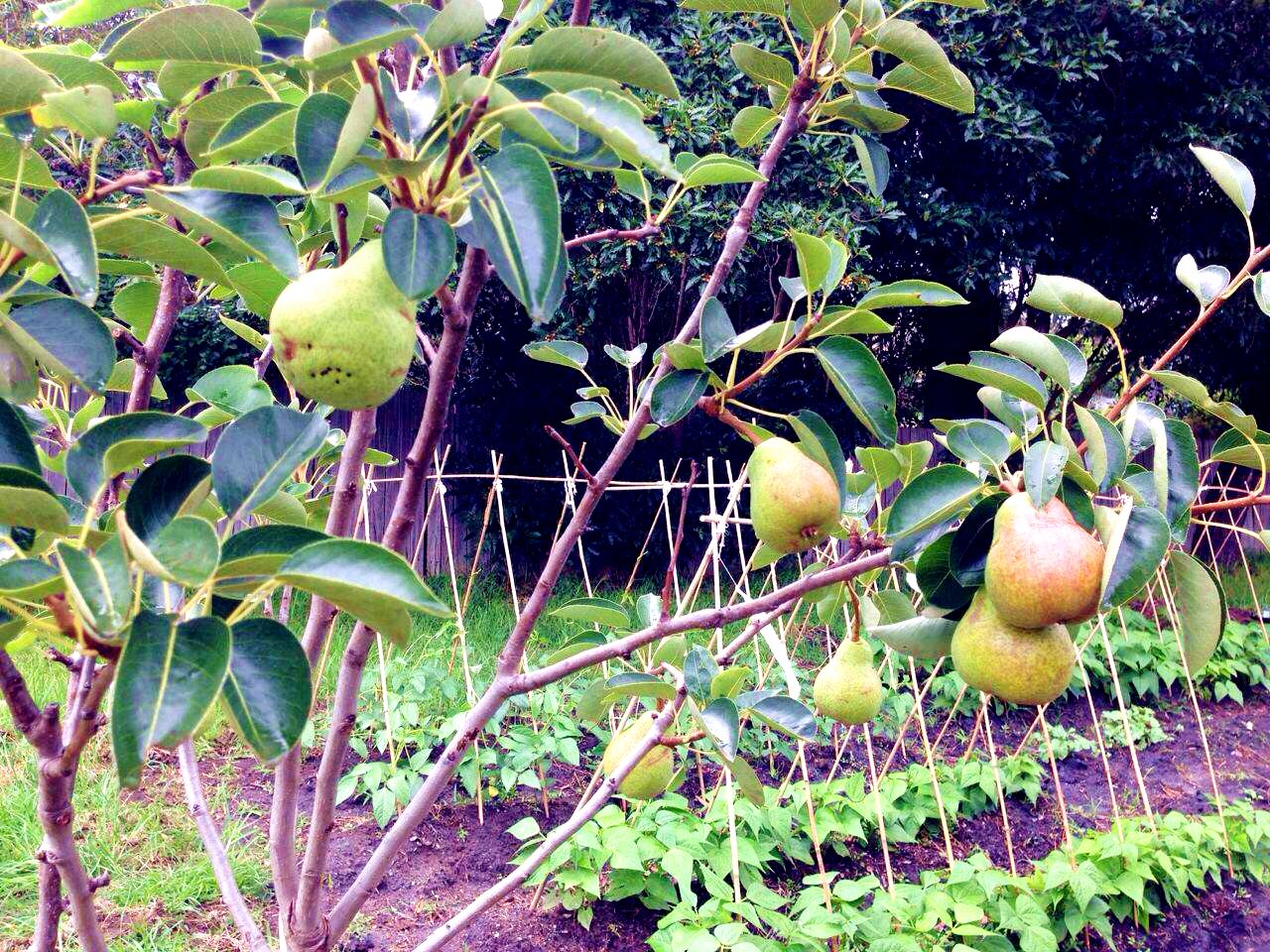 Un jardin avec des poiriers soutenus par un treillage.