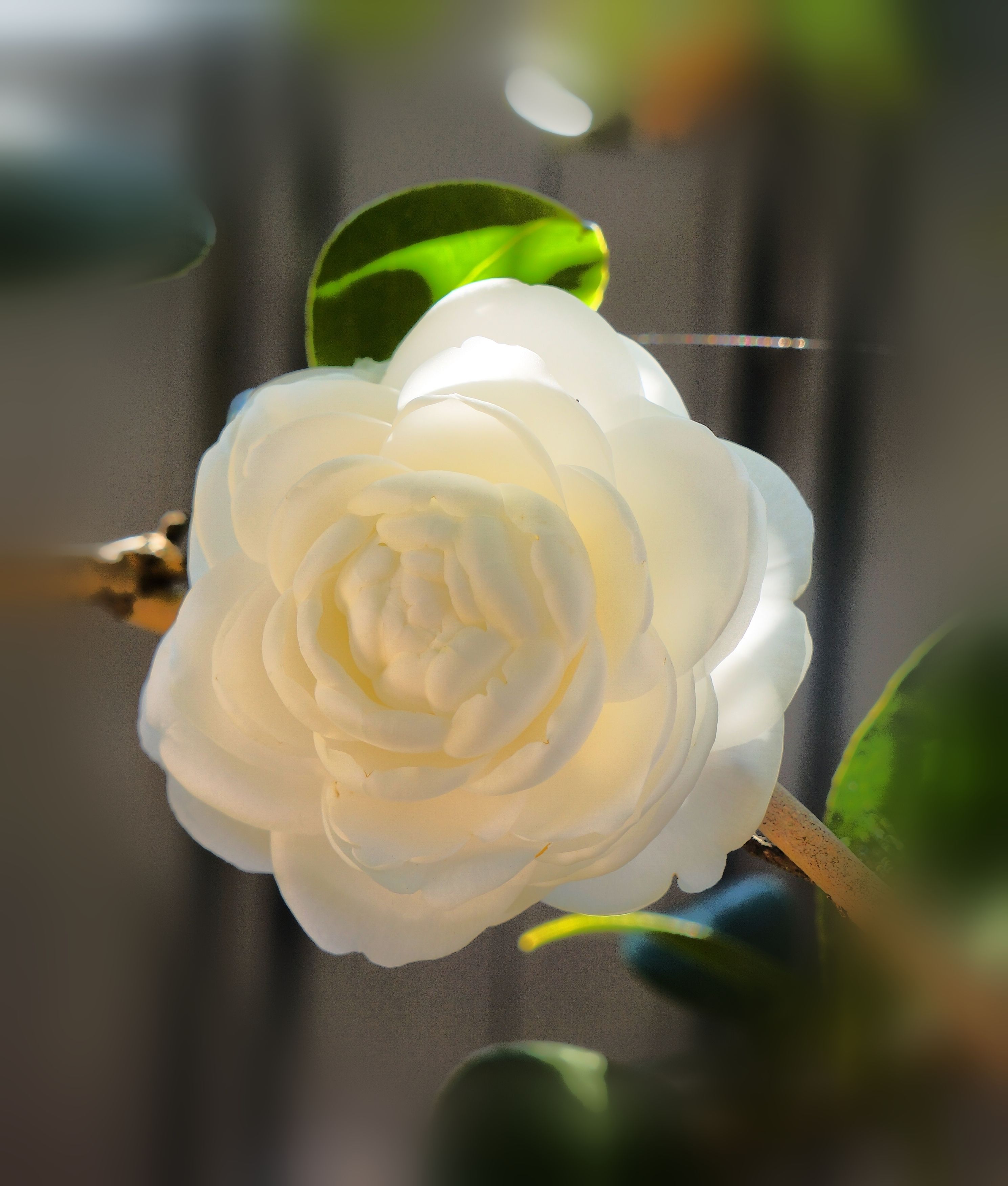 Eine weiße Rose mit deutlich sichtbaren Blütenblättern und einem grünen Blatt.
