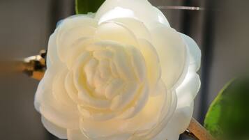 Eine weiße Rose mit deutlich sichtbaren Blütenblättern und einem grünen Blatt.