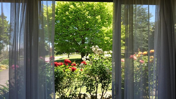 A view through sheer curtains of a garden with trees and flowering bushes.