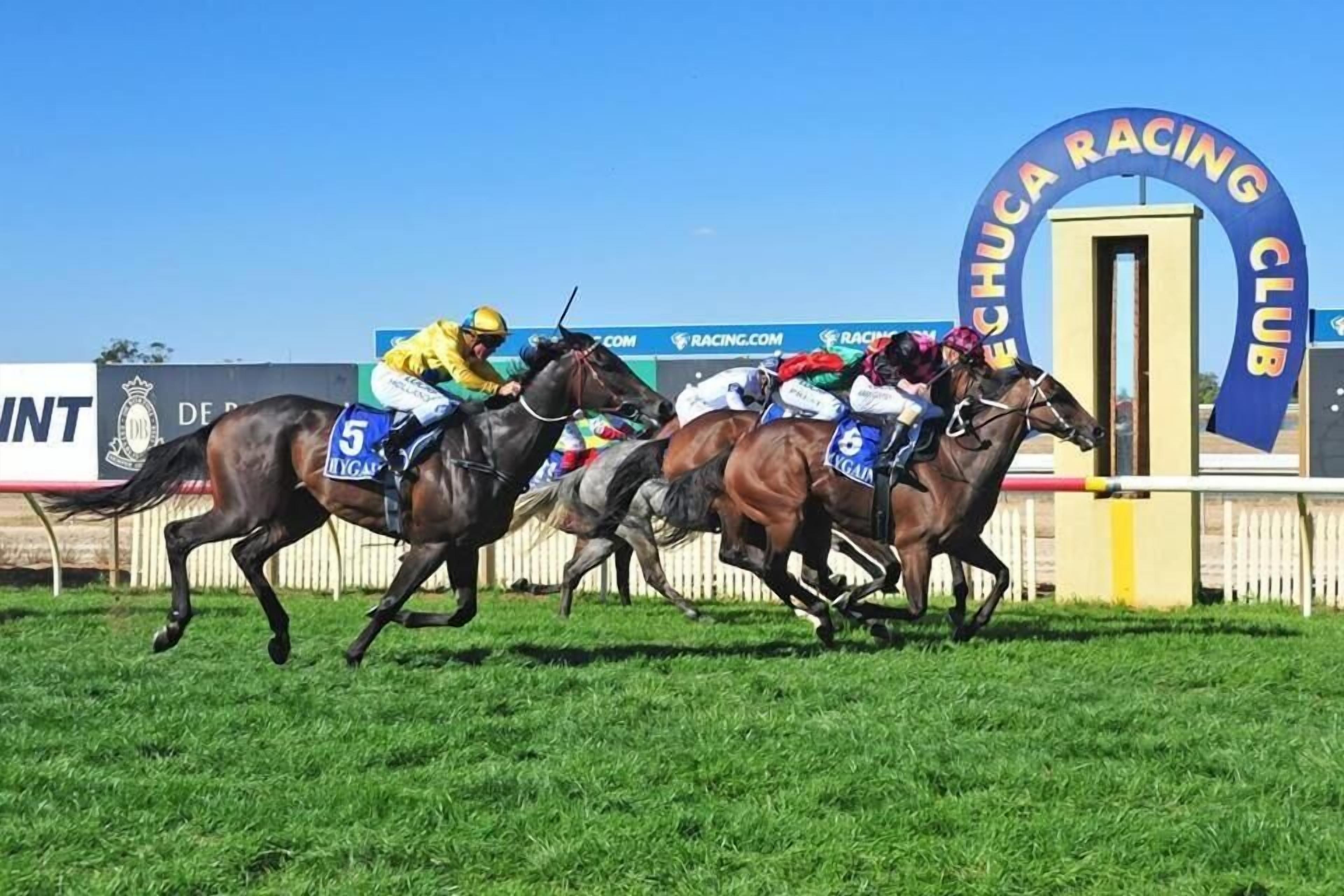 A horse race in progress with jockeys on horses numbered 5 and 8.