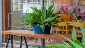 Una planta en maceta sobre un banco de madera en un espacio interior moderno con ventanas amplias.