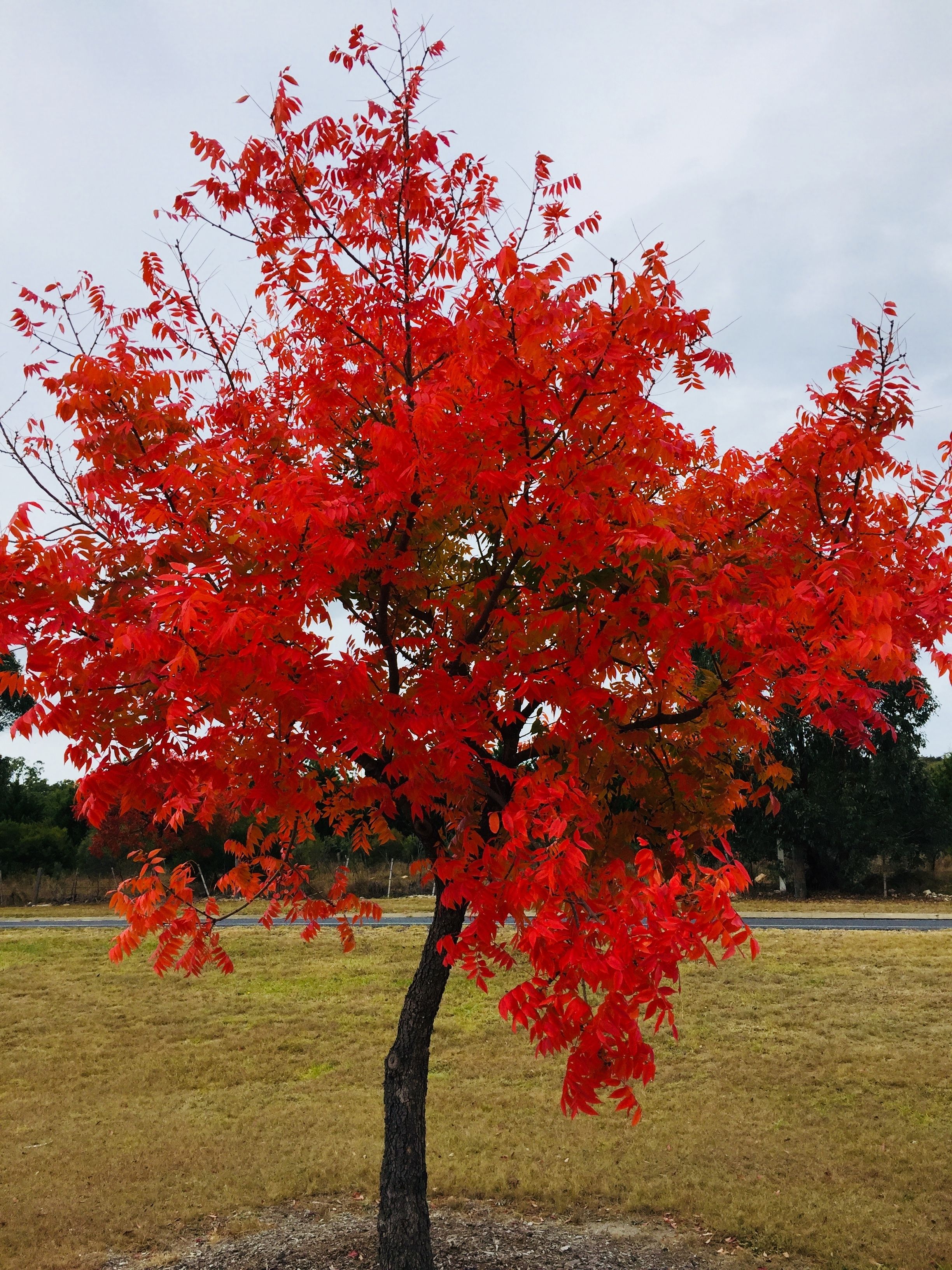 Un albero con foglie rosse vivaci in un prato.
