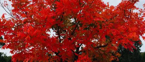 A tree with bright red leaves in a grassy area.