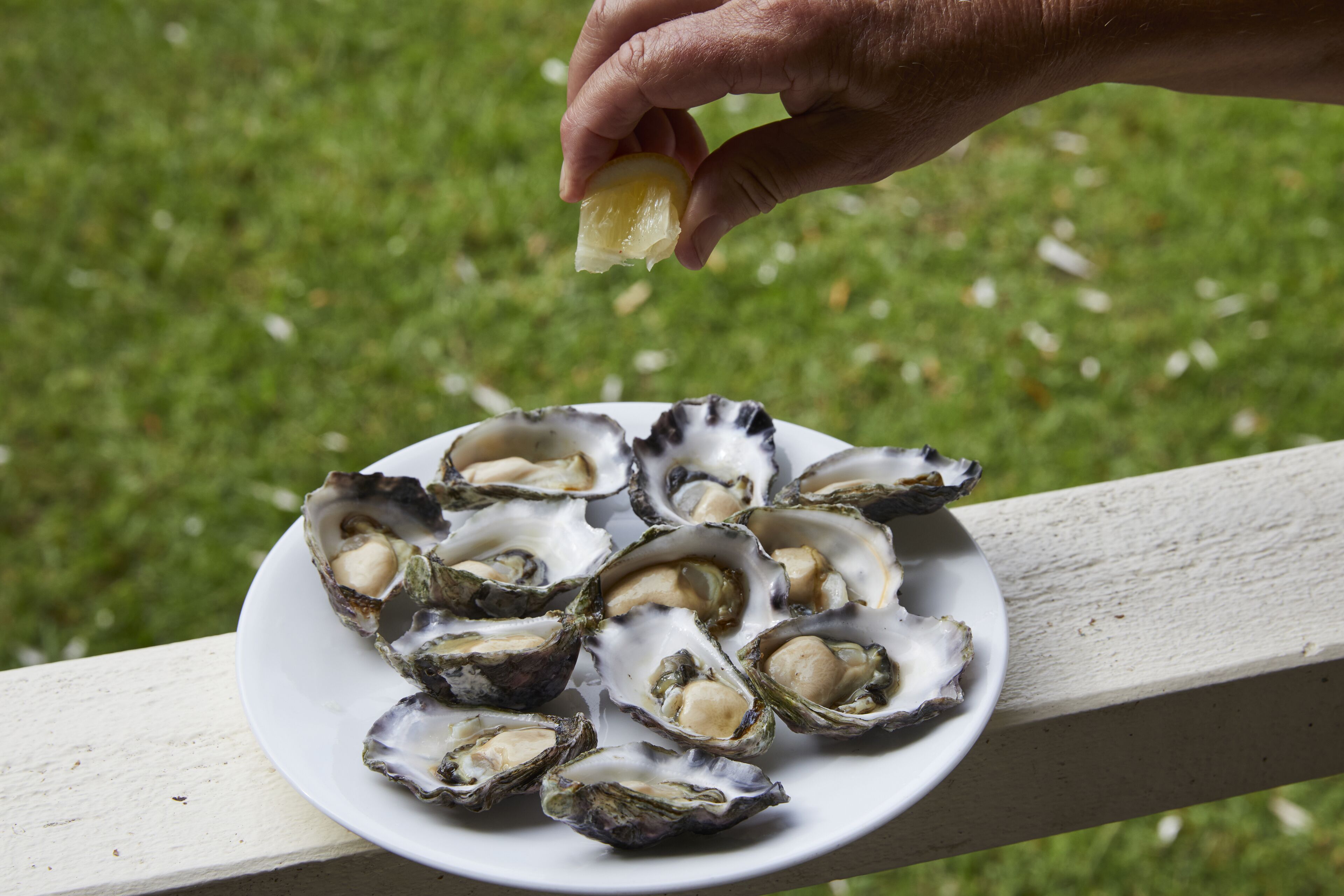 Un plato de ostras sobre un plato blanco.