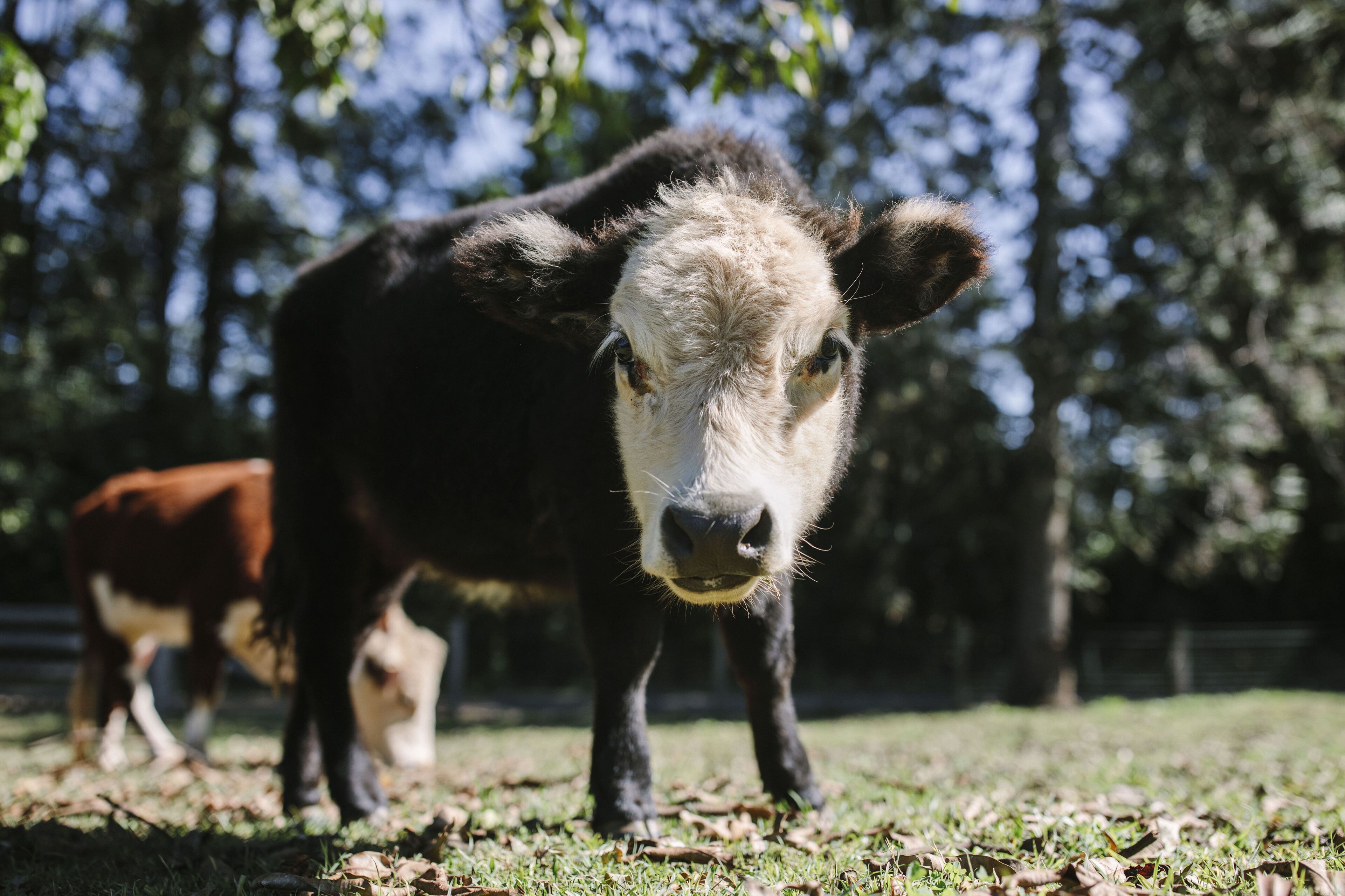A cow standing on grass with trees in the background.