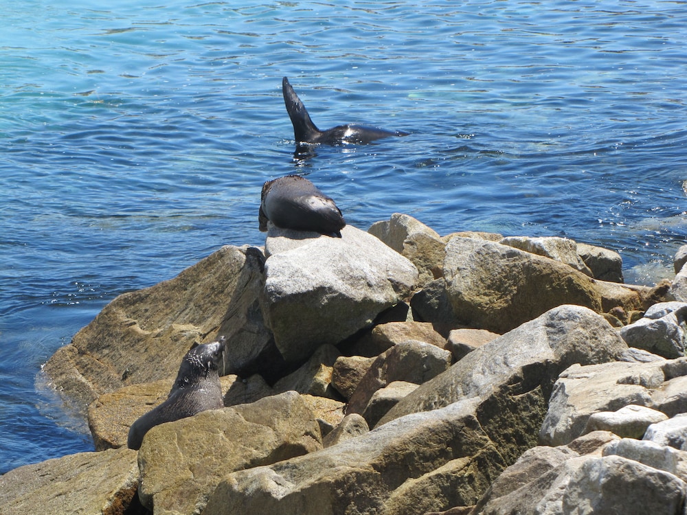 Top of the Town Motel by null