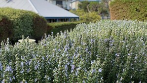 A garden with lavender plants in front of a house with a blue roof. - Surfpoint Resort (Gnarabup)