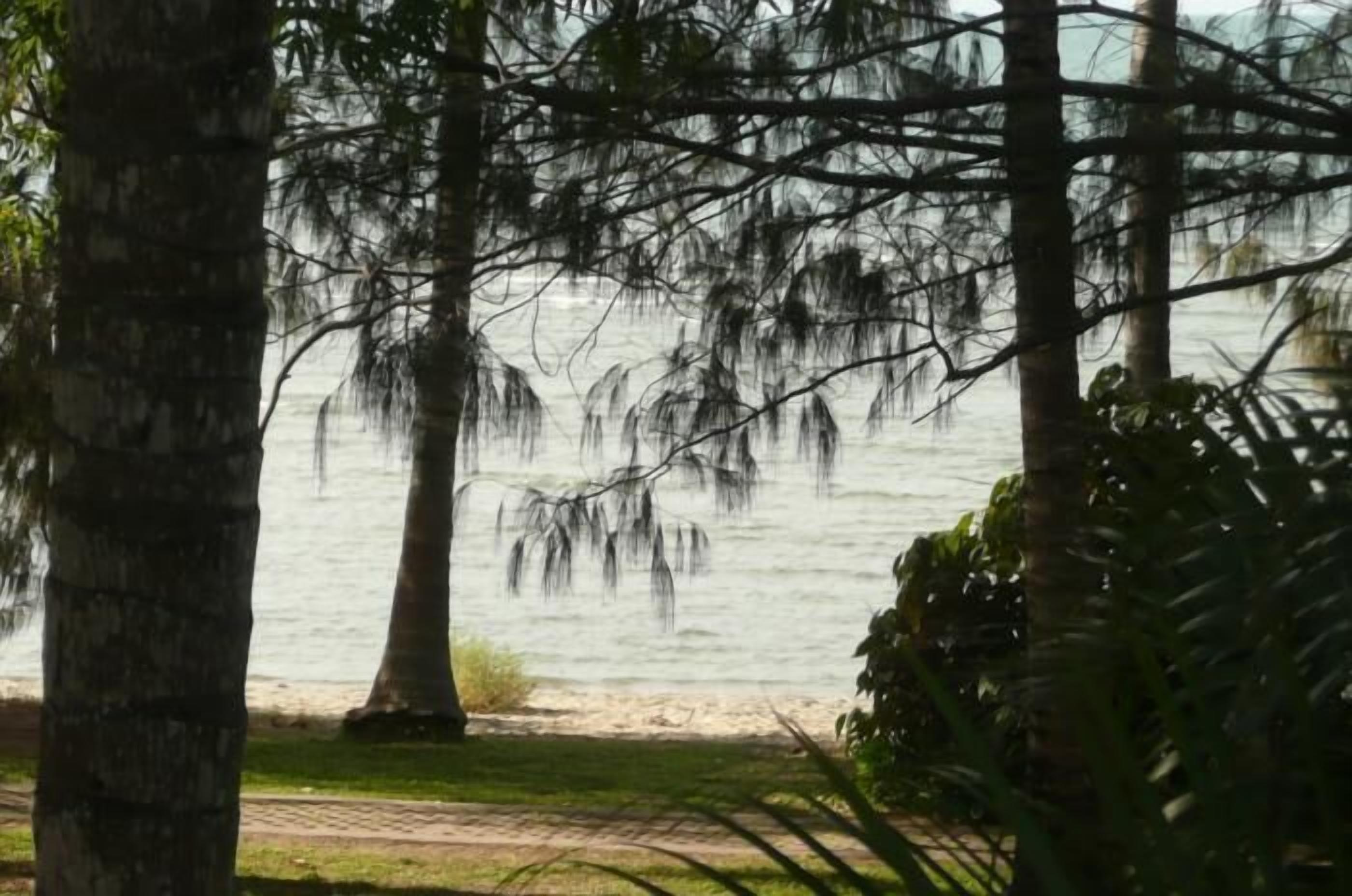 Vista de una playa con árboles y un camino que lleva al agua.