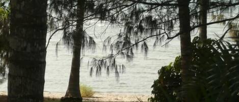 Vista de una playa con árboles y un camino que lleva al agua.