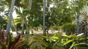 A lush garden with tall palm trees and various tropical plants.