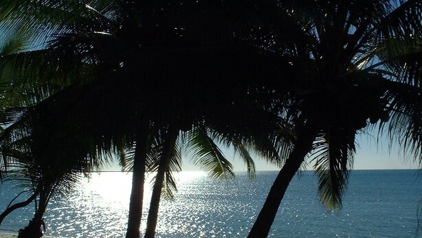 A beach with palm trees and the ocean.