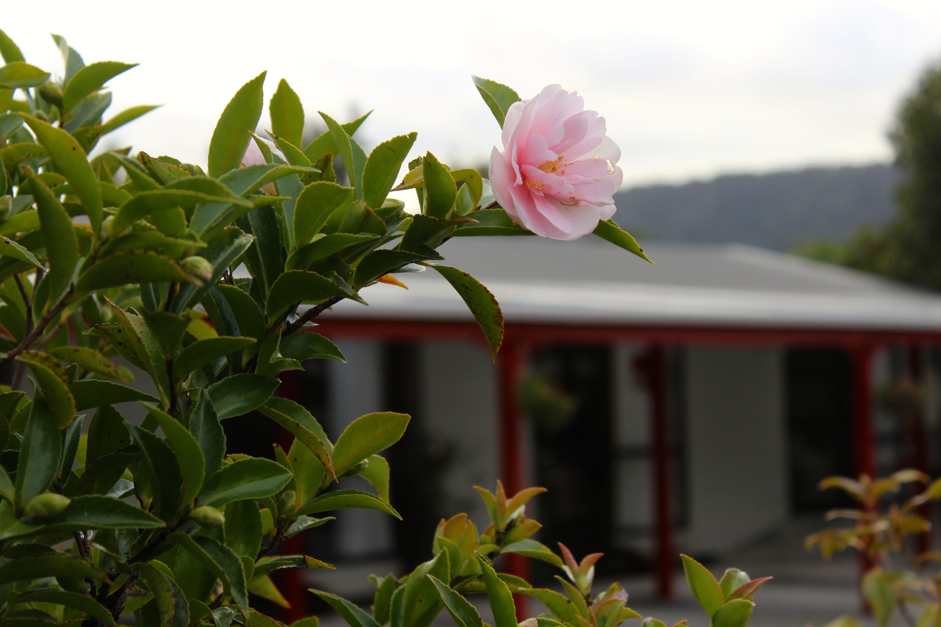 A pink flower in a garden with green foliage and a building in the background.