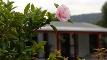A pink flower in a garden with green foliage and a building in the background.