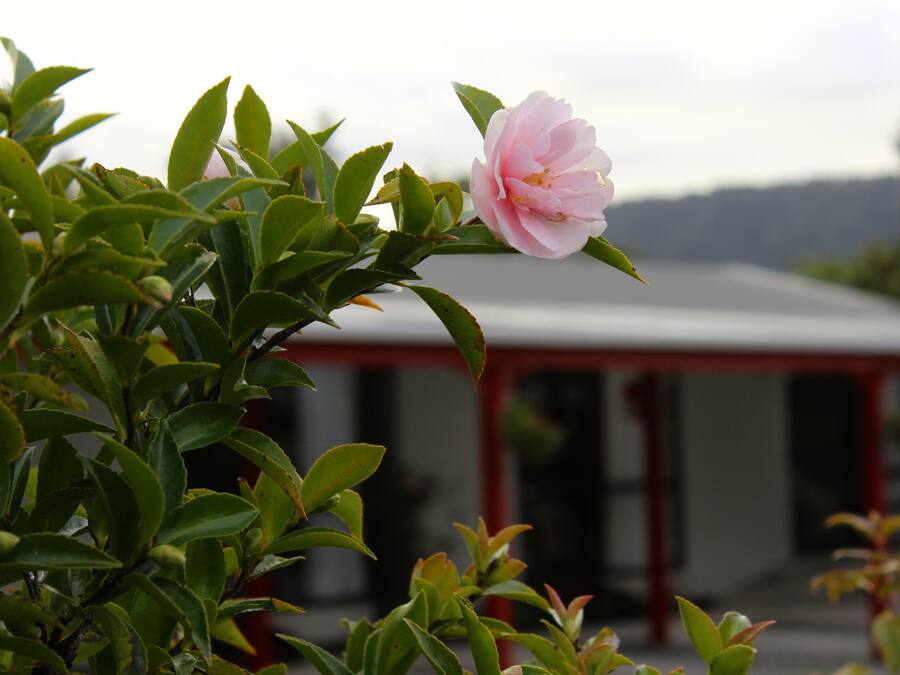 A pink flower in a garden with green foliage and a building in the background.